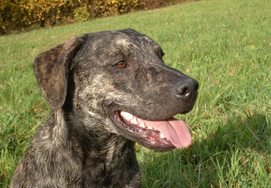 lovely photo cao fila de sao miguel dog