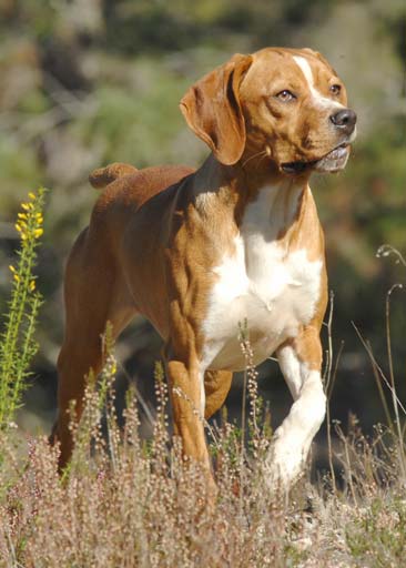 Portuguese pointer 11yo