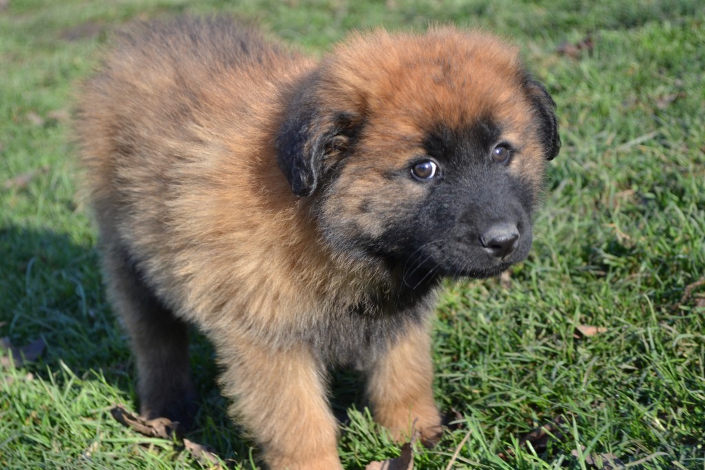 cachorro serra da estrela