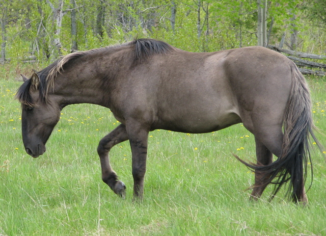 Altamiro Purebred Sorraia Stallion