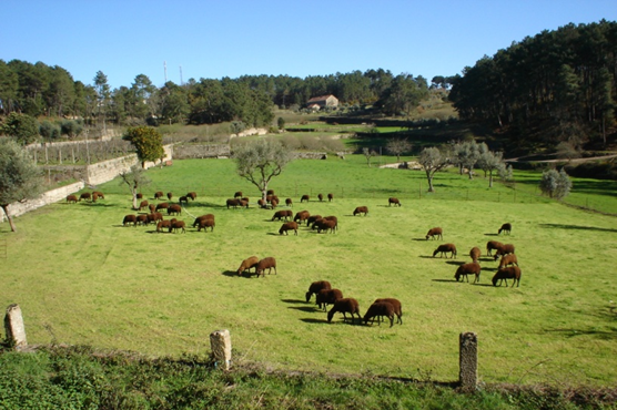 serra estrela imagem5