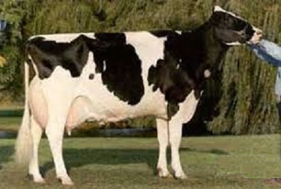 vaca holstein