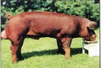 duroc22CCEB6C-9068-5AAD-B57B-AA9313006942.jpg