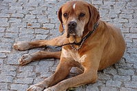 200px-portuguese-pointer-11yo8D725778-13CC-F6F7-FCDD-C8B751C164F0.jpg