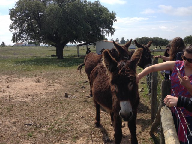 Raça asinina Burro de Miranda, Herdade da Mata (Alcáçovas), 1 Mai 2015