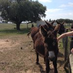 Raça asinina Burro de Miranda, Herdade da Mata (Alcáçovas), 1 Mai 2015