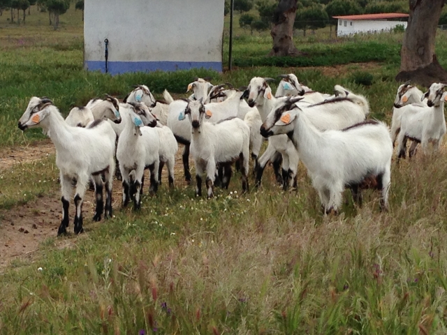 Raça caprina Serpentina - Herdade da Mata, 1 Mai 2015 