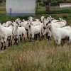 Raça caprina Serpentina - Herdade da Mata, 1 Mai 2015 