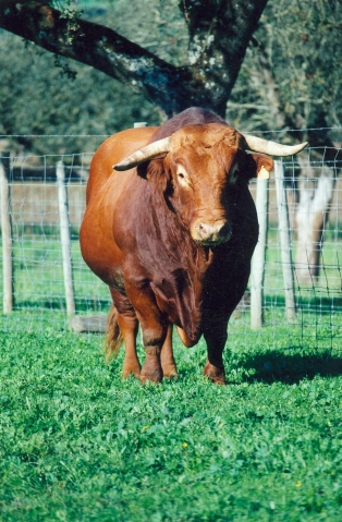 Raça bovina Alentejana, 2001