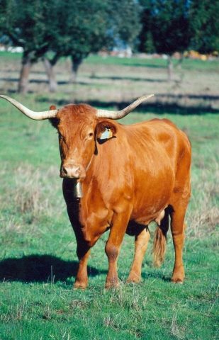 Raça bovina Alentejana, 2001