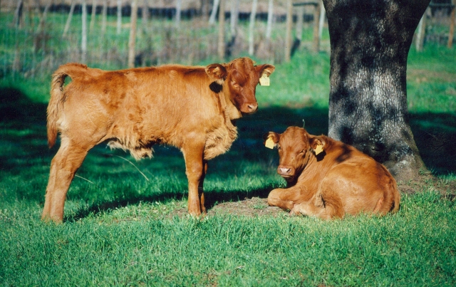 Raça bovina Alentejana, 2001