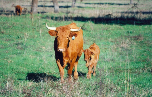 Raça bovina Alentejana, 2005