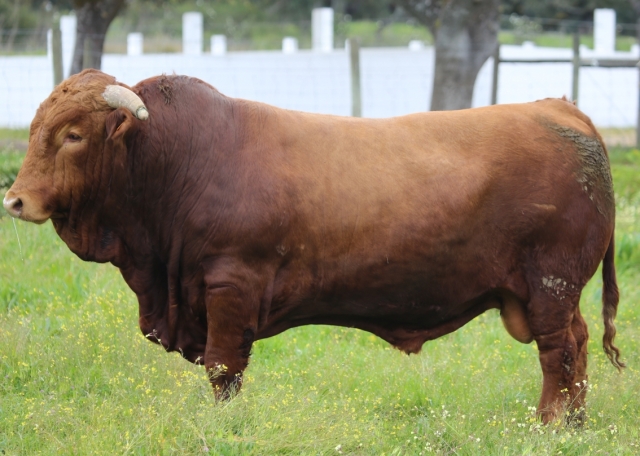 Raça bovina Alentejana, 2015