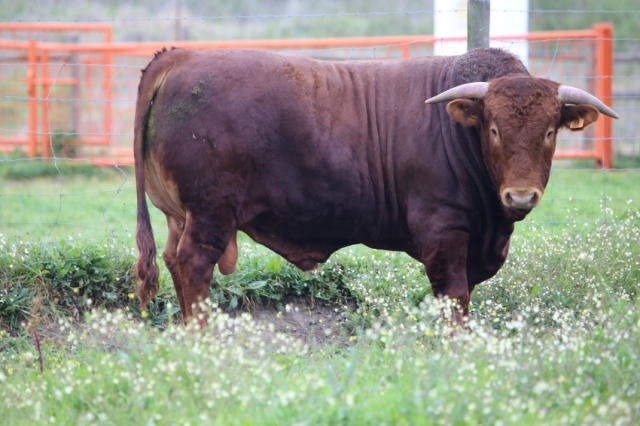 Raça bovina Alentejana, 2015