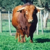 Raça bovina Alentejana, 2001