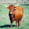 Raça bovina Alentejana, 2001