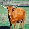 Raça bovina Alentejana, 2001