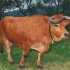 Raça bovina Arouquesa, 1997