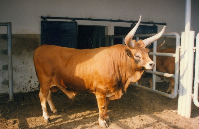 Raça bovina Barrosa, 1996