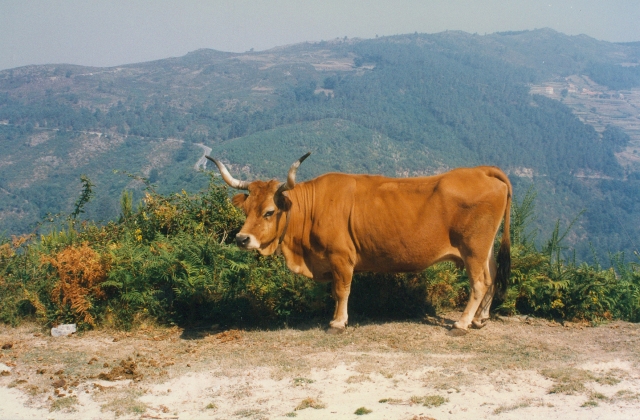 Raça bovina Barrosa, 1996