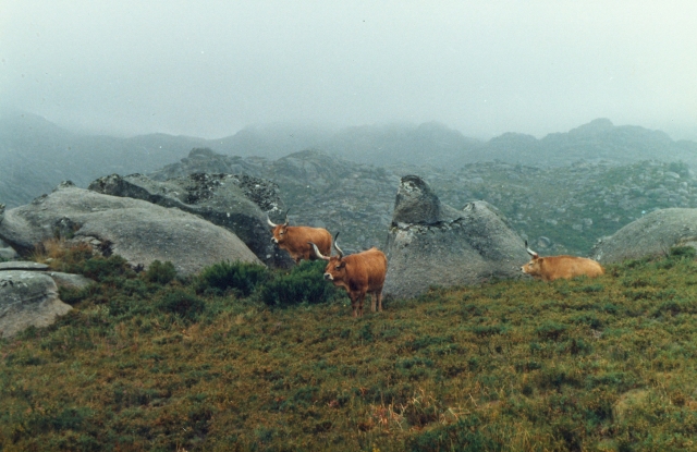 Raça bovina Barrosa, 1996