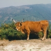 Raça bovina Barrosa, 1996