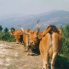 Raça bovina Barrosa, 1996