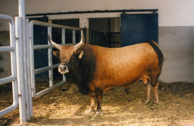 Raça bovina Cachena, 1996