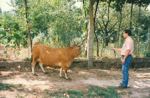 Raça bovina Cachena, 1996