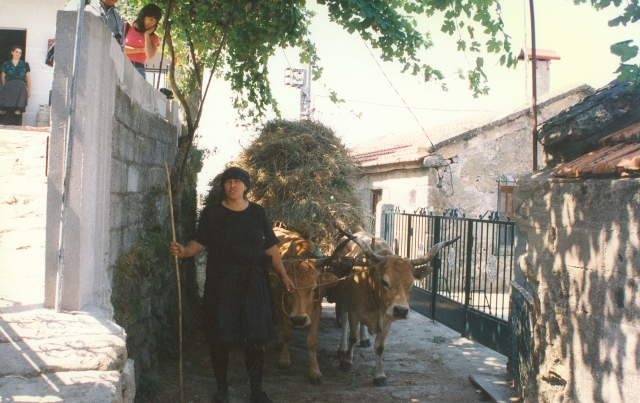 Raça bovina Cachena, 1996