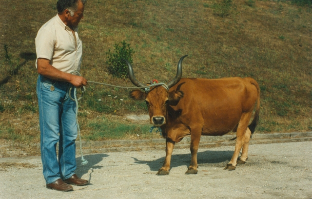 Raça bovina Cachena, 1988