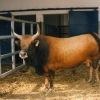 Raça bovina Cachena, 1996