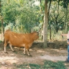 Raça bovina Cachena, 1996