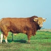 Raça bovina Limousine, 1995