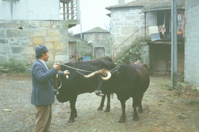 Raça bovina Maronesa, 1993