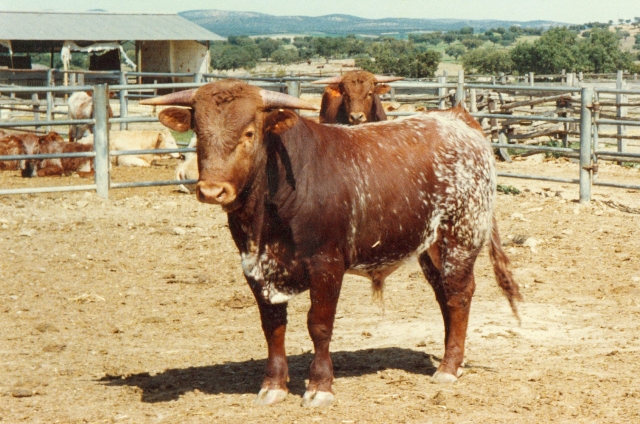 Raça bovina Mertolenga, 1988