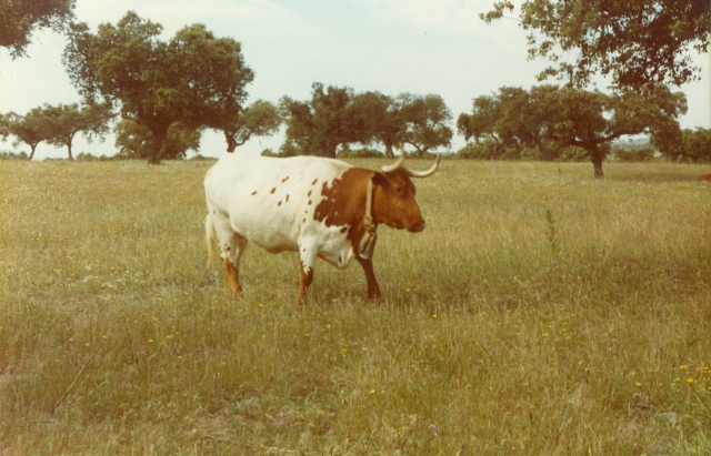 Raça bovina Mertolenga, 1980