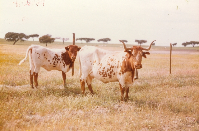 Raça bovina Mertolenga, 1980