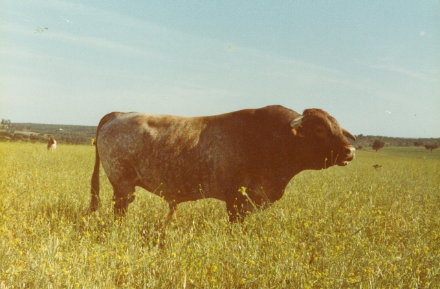 Raça bovina Mertolenga, 1980