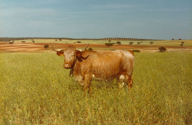 Raça bovina Mertolenga, 1980