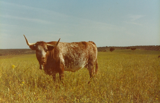 Raça bovina Mertolenga, 1980