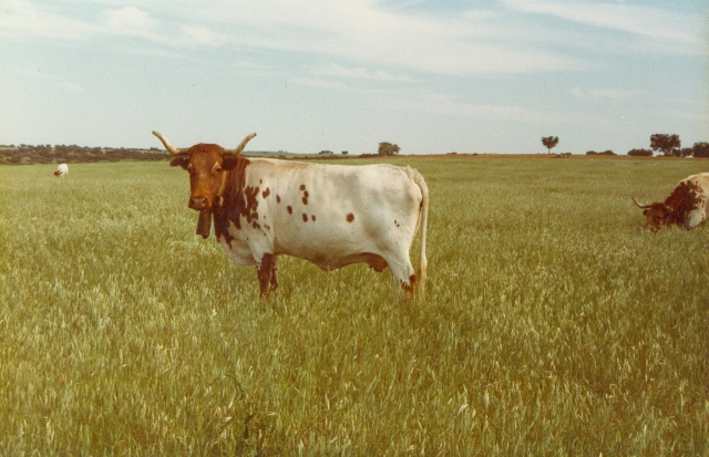 Raça bovina Mertolenga, 1980