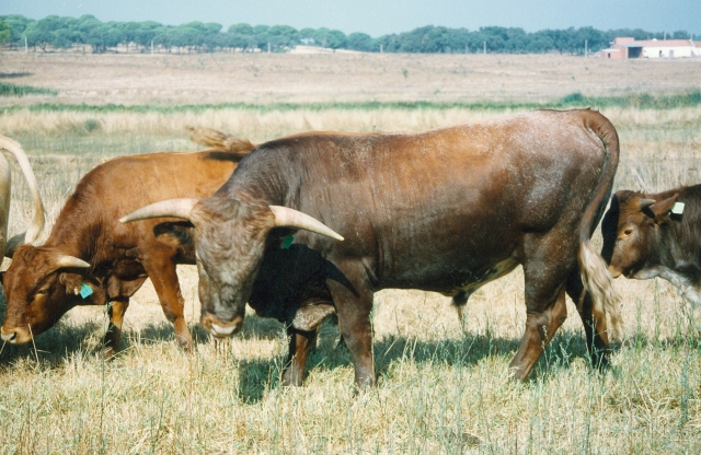 Raça bovina Mertolenga, 1998