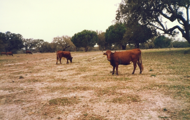 Raça bovina Mertolenga, 1989