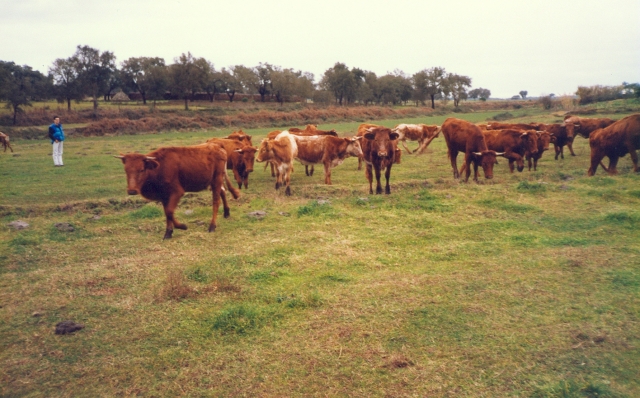 Raça bovina Mertolenga, 1989