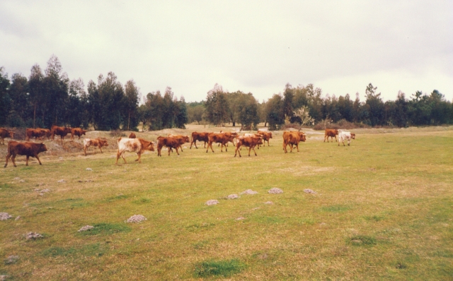 Raça bovina Mertolenga, 1989