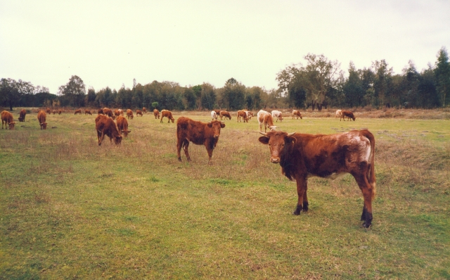 Raça bovina Mertolenga, 1989