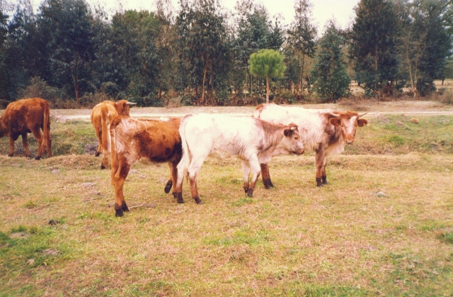 Raça bovina Mertolenga, 1989