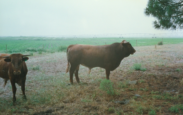 Raça bovina Mertolenga, 1998