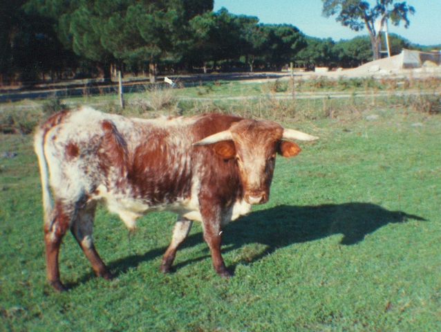 Raça bovina Mertolenga, 1985